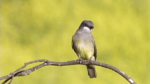 Cassin's Kingbird - ML201754111