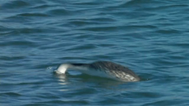 Clark's Grebe - ML201754141