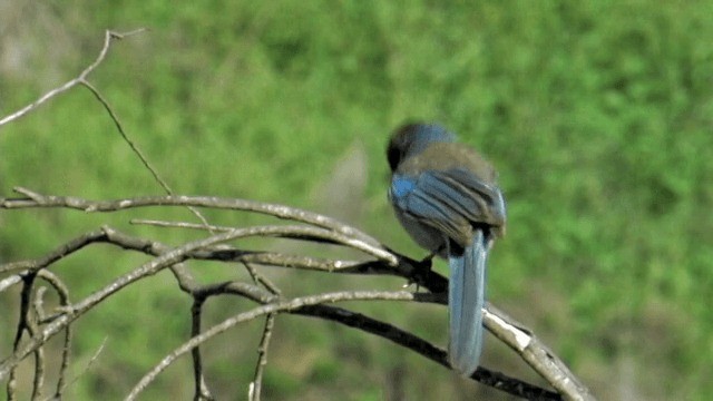 California Scrub-Jay - ML201754151