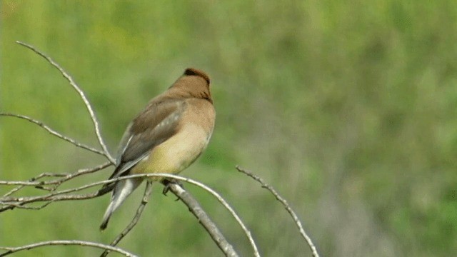 Cedar Waxwing - ML201754181