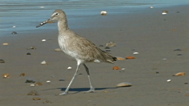 Playero Aliblanco (inornata) - ML201754221