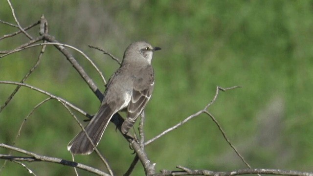 Northern Mockingbird - ML201754241