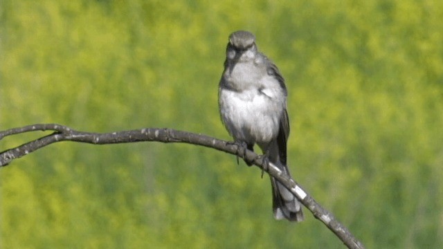 Northern Mockingbird - ML201754251