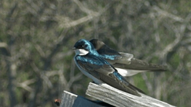 Golondrina Bicolor - ML201754331