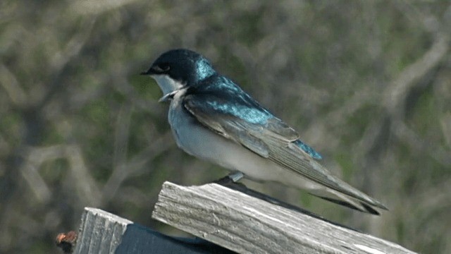 Tree Swallow - ML201754341