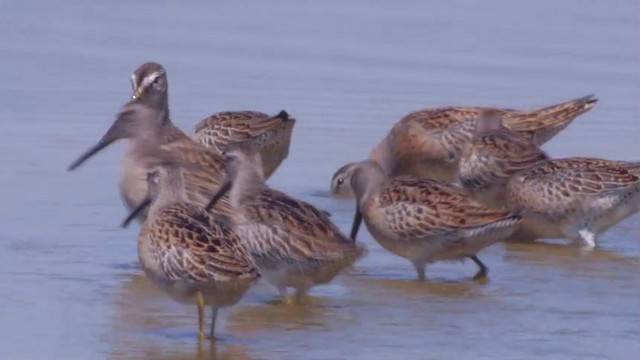 Short-billed Dowitcher (caurinus) - ML201754691