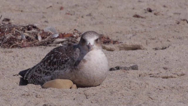 Goéland de Californie (californicus) - ML201754771