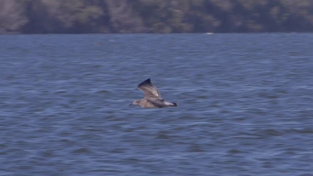 Western Gull - ML201754861