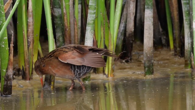 Virginia Rail (Virginia) - ML201755081