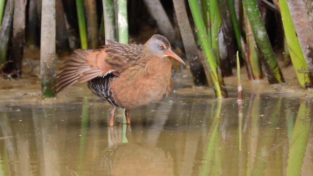 Virginia Rail (Virginia) - ML201755091