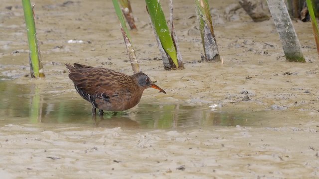 Virginia Rail (Virginia) - ML201755111