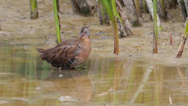 Virginia Rail (Virginia) - ML201755121