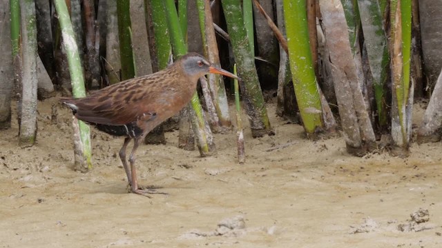 Virginia Rail (Virginia) - ML201755131