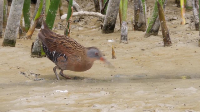 Virginia Rail (Virginia) - ML201755141