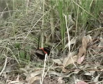 Red-backed Fairywren - ML201755271