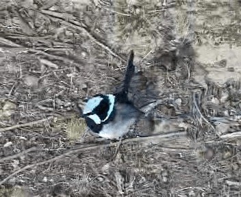 Superb Fairywren - ML201755311