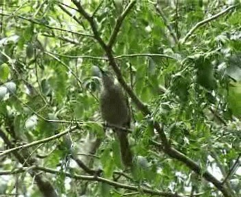 Lewin's Honeyeater - ML201755321