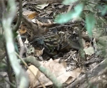 Australian Logrunner - ML201755351