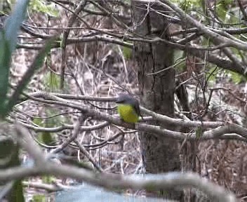 Eastern Yellow Robin - ML201755381