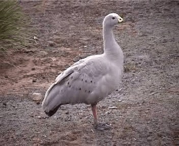 Cape Barren Goose - ML201755421