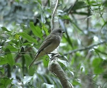 Golden Whistler (Eastern) - ML201755431