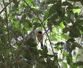 Australian Spectacled Monarch (Eastern) - ML201755471