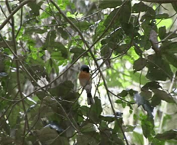 Monarca de Anteojos (gouldii/melanorrhous) - ML201755471