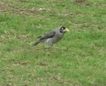 Noisy Miner - ML201755491