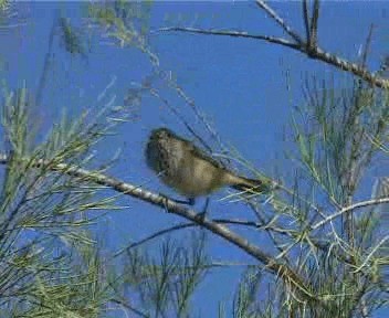 Inland Thornbill - ML201755501