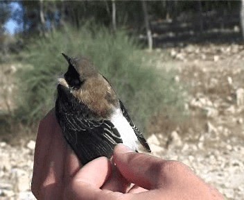 Eastern Black-eared Wheatear - ML201755541