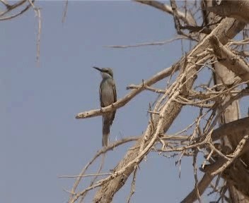 Arabian Green Bee-eater - ML201755551