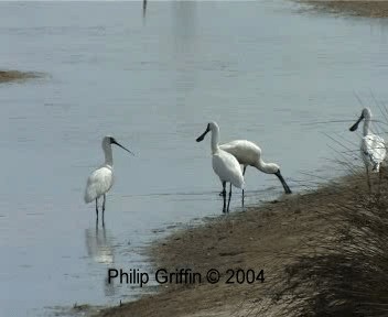 Royal Spoonbill - ML201755581