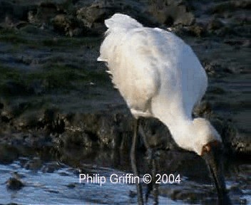 Royal Spoonbill - ML201755601