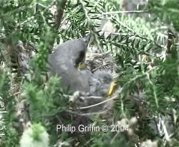 Singing Honeyeater - ML201755641