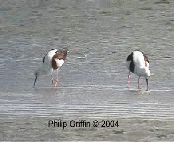 Banded Stilt - ML201755651