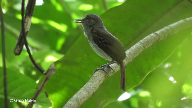 カギハシタイランチョウ（spadiceus／uropygiatus） - ML201755691