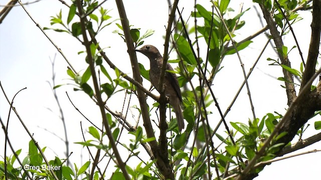 Cotinga de Cayenne - ML201755711