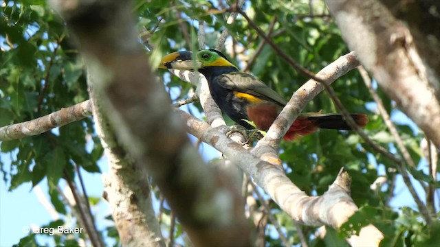 Toucanet de Gould - ML201755721