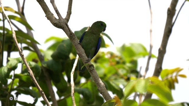 papoušíček tmavozobý (ssp. sclateri) - ML201755731