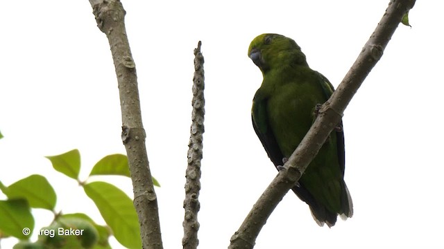 papoušíček tmavozobý (ssp. sclateri) - ML201755741