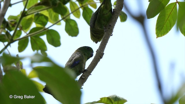 papoušíček tmavozobý (ssp. sclateri) - ML201755751