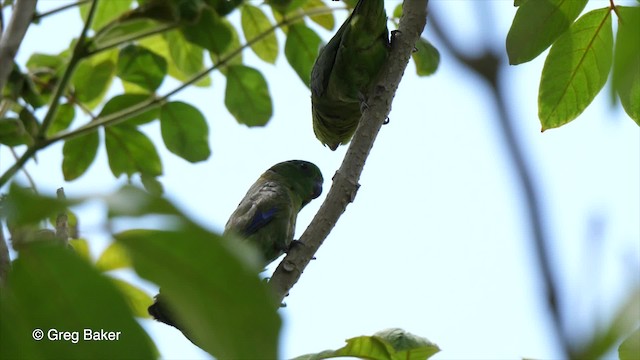 Dusky-billed Parrotlet (Dusky-billed) - ML201755751