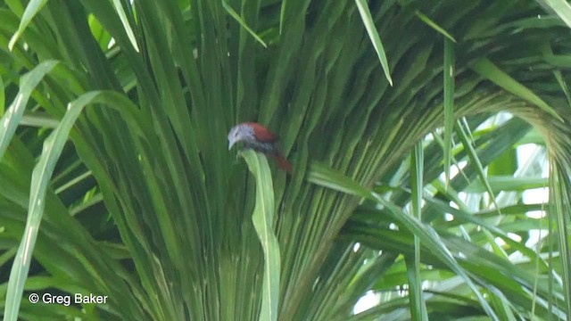 Point-tailed Palmcreeper - ML201755821