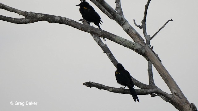 Oriole à épaulettes (cayanensis) - ML201755831