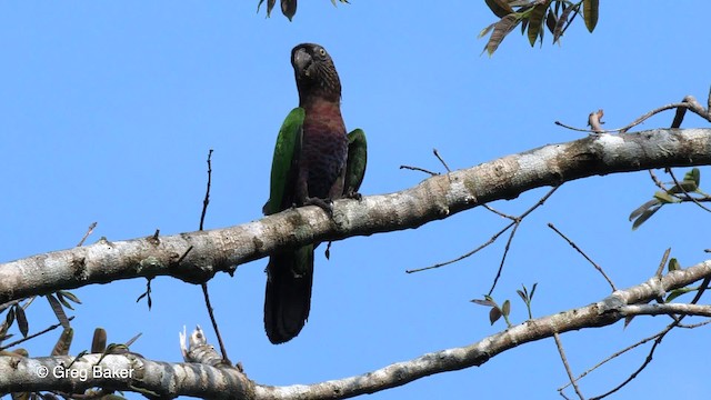 Red-fan Parrot - ML201755851