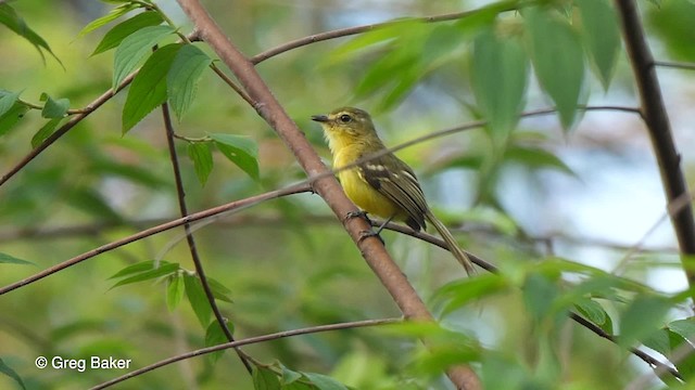 Yellow Tyrannulet - ML201755861