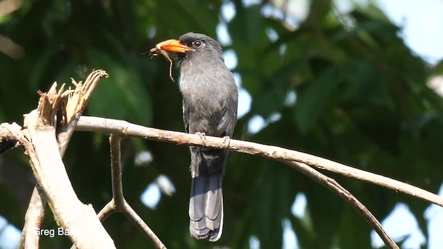 Black-fronted Nunbird - ML201755891