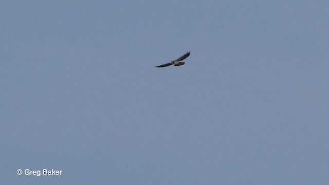 Short-tailed Hawk - ML201755901