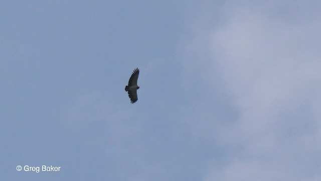 King Vulture - ML201755911