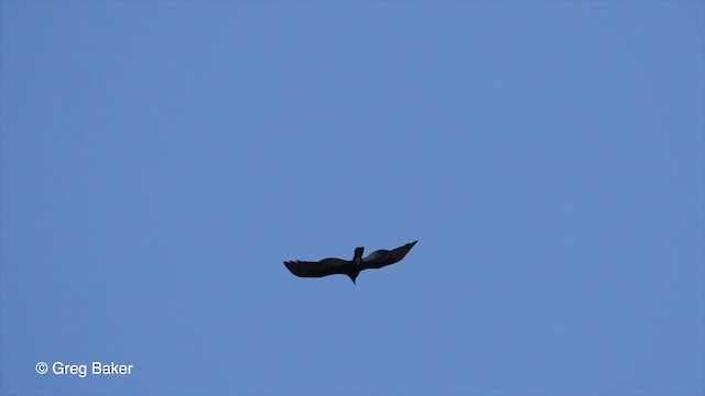 Greater Yellow-headed Vulture - ML201755921